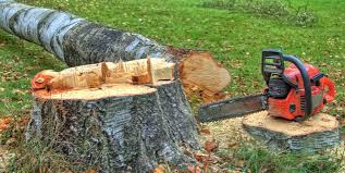 How Our Tree Care Process Works  in  Wapakoneta, OH