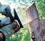 Best Arborist Consultation Services  in Wapakoneta, OH