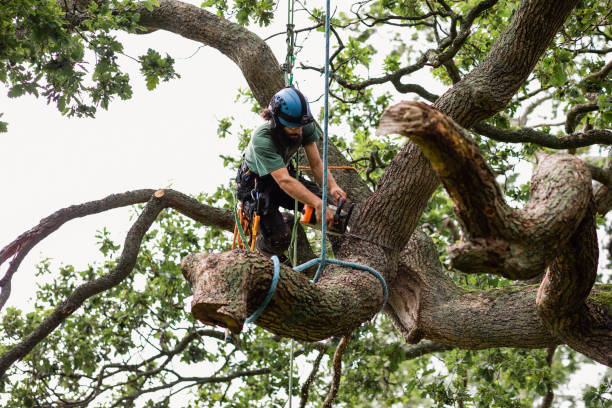 Best Hazardous Tree Removal  in Wapakoneta, OH