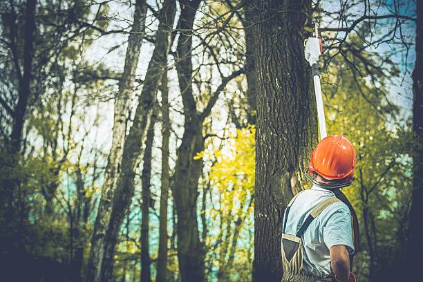 Best Firewood Processing and Delivery  in Wapakoneta, OH